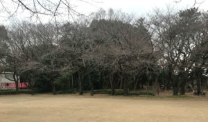 【エッセイ】冬の、曇り空の景色。