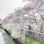 【エッセイ】新しい春。